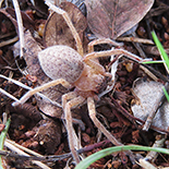 Olios chelifer